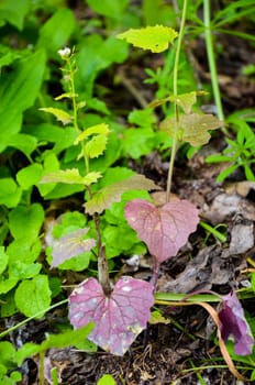 Plant with green and violet leaves in the forest