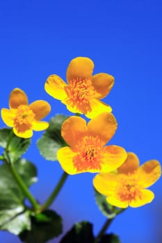 Closeup of nice yellow wildflower against blue sky