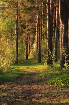 Path across pine forest at summer