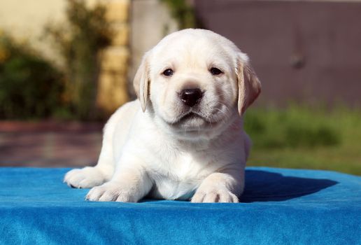 a little yellow labrador puppy sitting on blue background