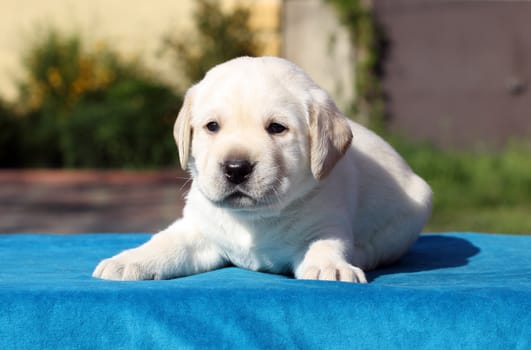 little yellow labrador puppy sitting on blue background