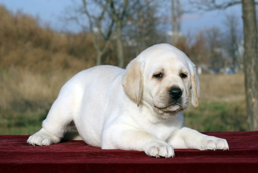 little yellow labrador puppy sitting on red background