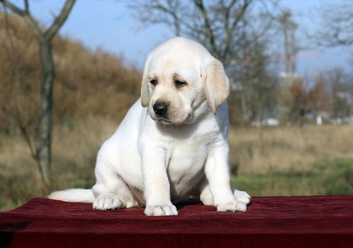 a little yellow labrador puppy sitting on red background