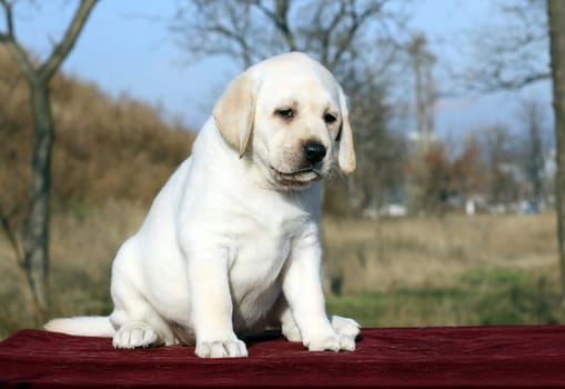 the little yellow labrador puppy sitting on red background