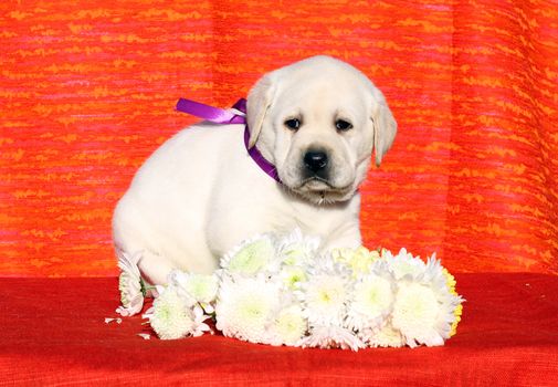a little yellow labrador puppy sitting on red background with flowers