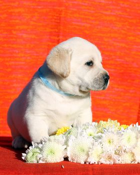 little yellow labrador puppy sitting on red background with flowers