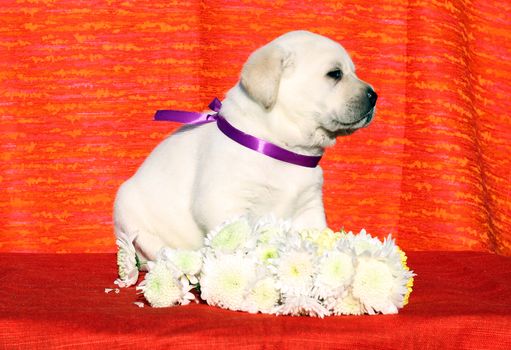 the little yellow labrador puppy sitting on red background with flowers
