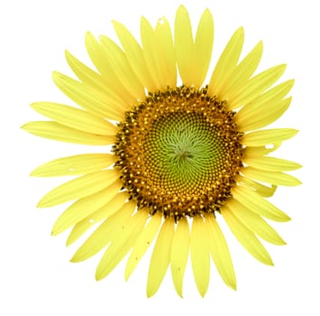 Sunflower isolated on white background