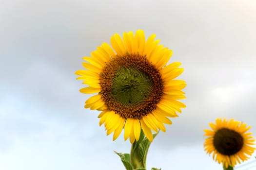 Sunflower natural background. Sunflower blooming.