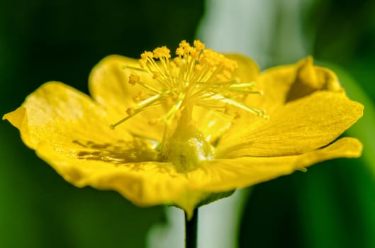 Close up small yellow pollen on flowers of grass in pastures