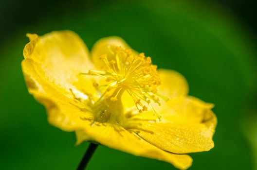 Close up small yellow pollen on flowers of grass in pastures