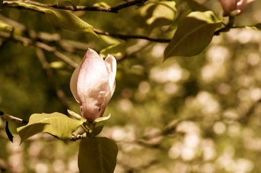 Beautiful retro Flowers of a Magnolia Tree