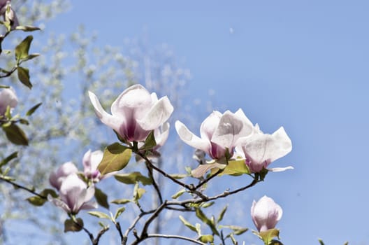 Beautiful Flowers of a Magnolia Tree. Hight key