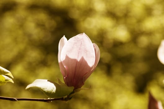 Beautiful retro Flowers of a Magnolia Tree