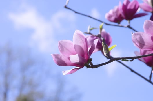 Beautiful Flowers of a Magnolia Tree. Pastel tone