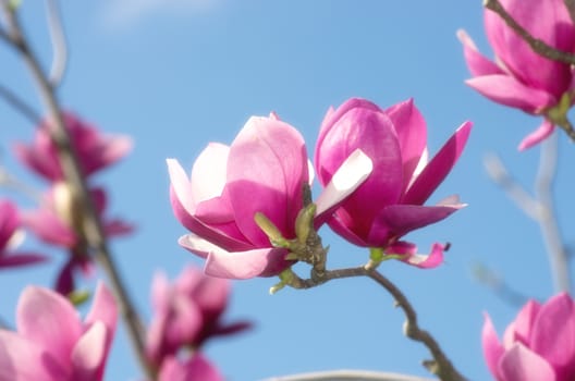 Beautiful Flowers of a Magnolia Tree. Soft focus.