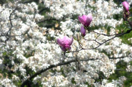Beautiful Flowers of a Magnolia Tree. Soft focus.