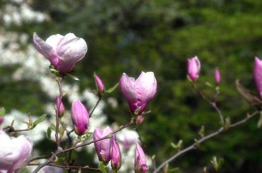 Beautiful Flowers of a Magnolia Tree. soft focus