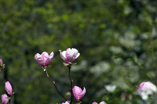 Beautiful Flowers of a Magnolia Tree