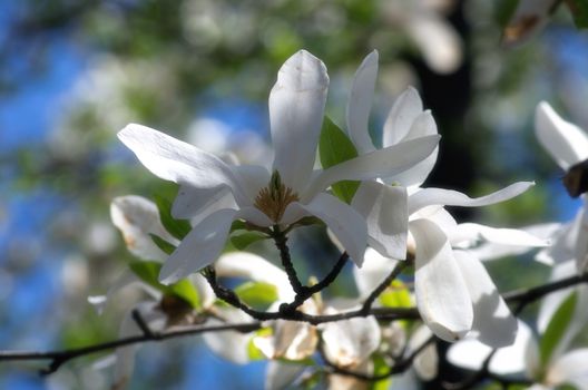 White magnolia flower against the sky close-up. Soft focus