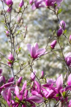 Beautiful Flowers of a Magnolia Tree. Soft focus