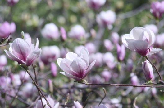 Beautiful Flowers of a Magnolia Tree