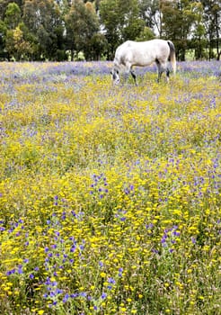 White horse grazing flowers on a field