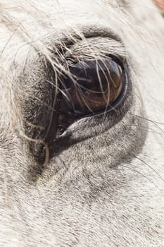 White horse close up of the eye