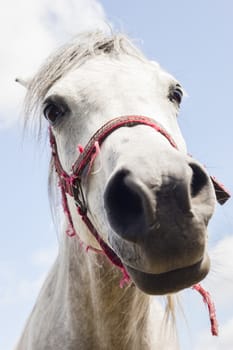 White horse close up of its head