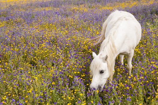 White horse grazing flowers on a field