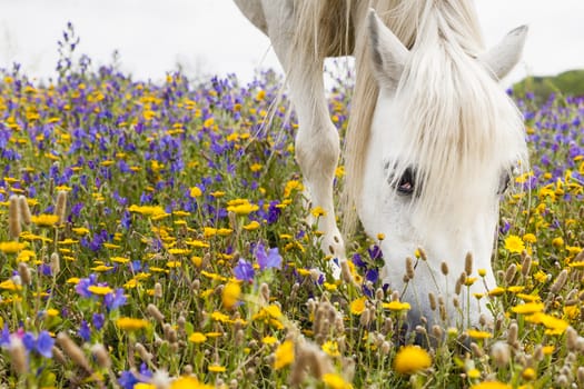 White horse grazing flowers on a field