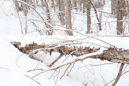 Fallen tree covered in snow mid winter