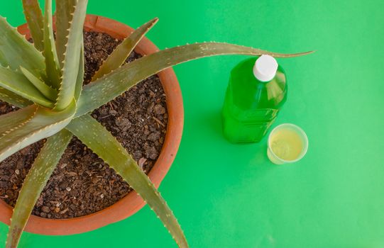 the aloe plant is extracted  a refreshing juice drink