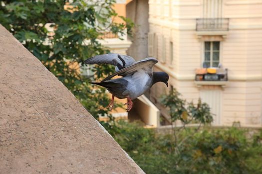 Flying Pigeon Bird in Action in Monaco