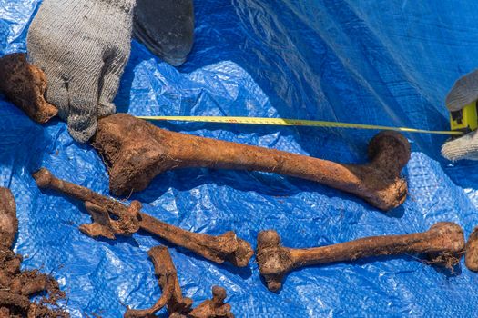 exhumation of human bone remains for identification.