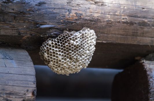 hornet's nest on the wall of a wooden house