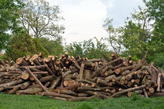 Firewood pile in the woods, waiting for shipment.