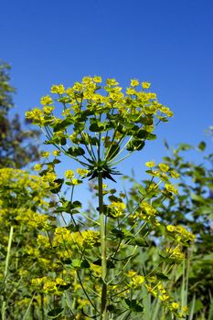 The wolf spurge (Euphorbia cyparissias) plants in the ditch.