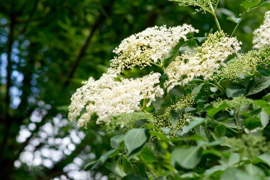 Elderberry (Sambucus nigra) flowers edible and medicinal properties.
