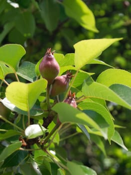 The development of the pears during the summer.