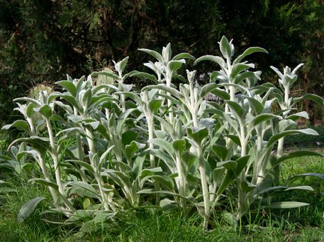 The woolly Stachys (Stachys byzantine) ornament in the garden.