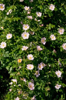 Wild rose (Rosa Canina) over the bush with lots of flowers.