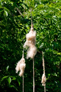 Cattail mace (Typha latifolia) plants of the waterfronts.