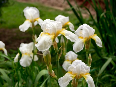 White Iris (Iridaceae) in spring flower gardens.