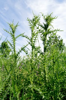 The acanthoides Carduus L. - roadside thistle leaves of spring.