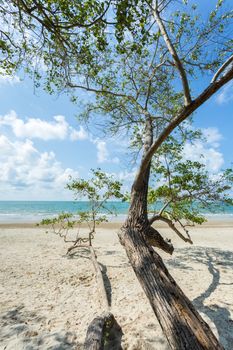 tropical beach with tree