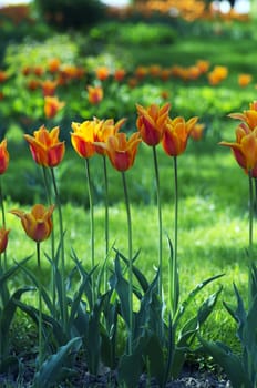 Spring background with tulips over natural background