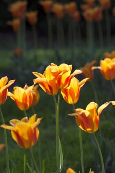 Spring background with tulips over natural background