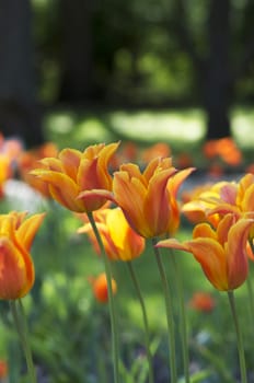 Spring background with tulips over natural background