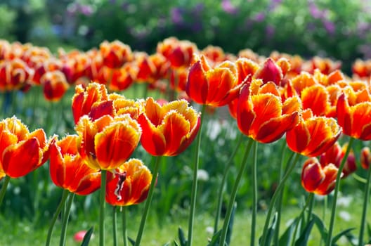 Spring background with tulips over natural background